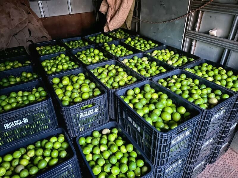 Imagem de compartilhamento para o artigo Costa Rica envia primeira carga de limão para Campo Grande e fortalece fruticultura local da MS Todo dia